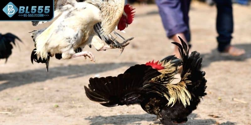 Đá gà cựa dao là gì?