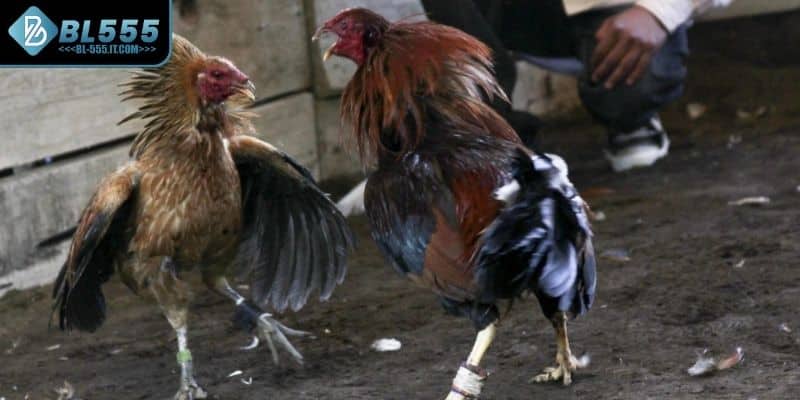 Thời gian thi đấu trong trận gà đá cựa sắt